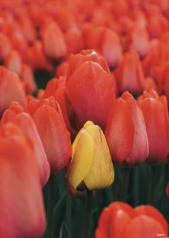 Tulipaner Plakat