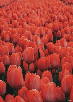 Røde Tulipaner Plakat