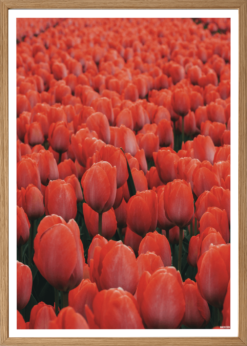 Røde Tulipaner Plakat