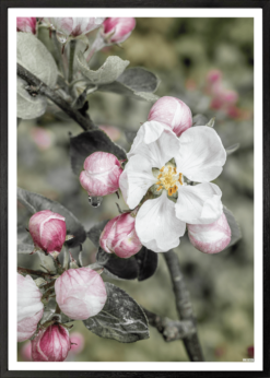 Æbleblomst Plakat
