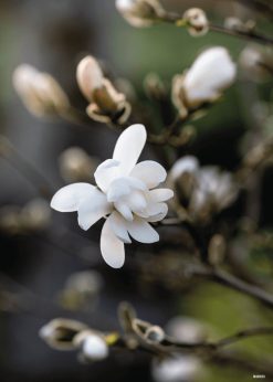 Magnolie Plakat