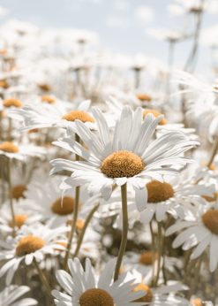 Marguerit
