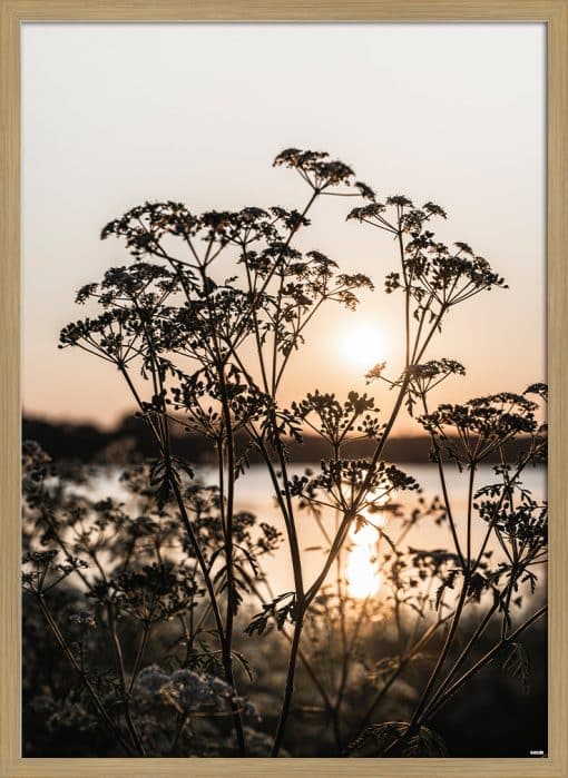 Solnedgang Blomst Akustikbillede