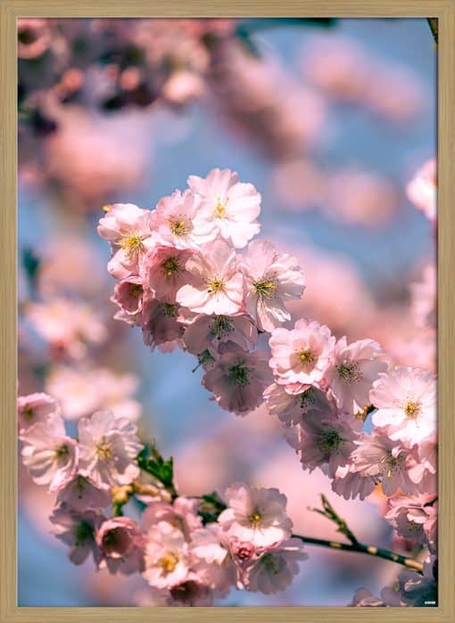 Kirsebærtræ Akustikbillede